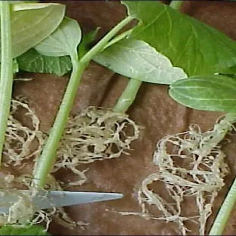 thumbnail for publication: Nematode Management in Cucurbit Crops